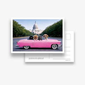 Set of 6 Postcards: DC Dog City- US Capitol