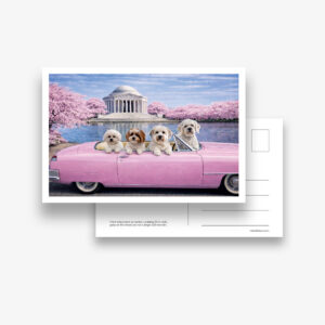 Set of 6 Postcards: DC Dog City- Cherry Blossom at Jefferson Memorial